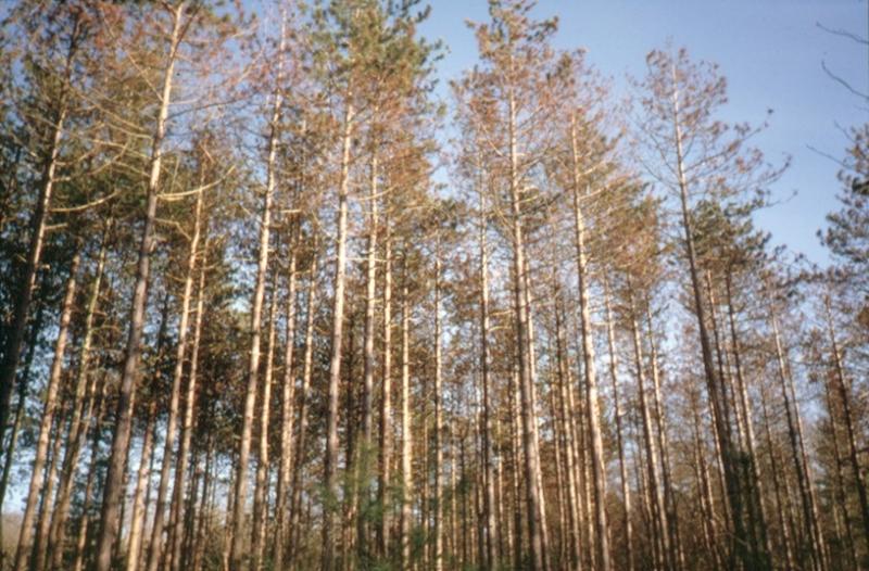 Dying Red Pine